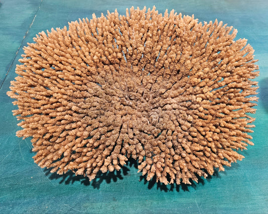 Natural Table- Special Plate Coral 15.75"