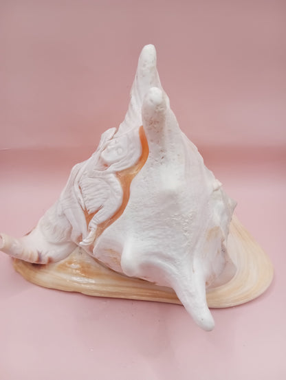 Hand Carved Yellow Helmet Shell – 7.8" Natural Cassis Cornuta