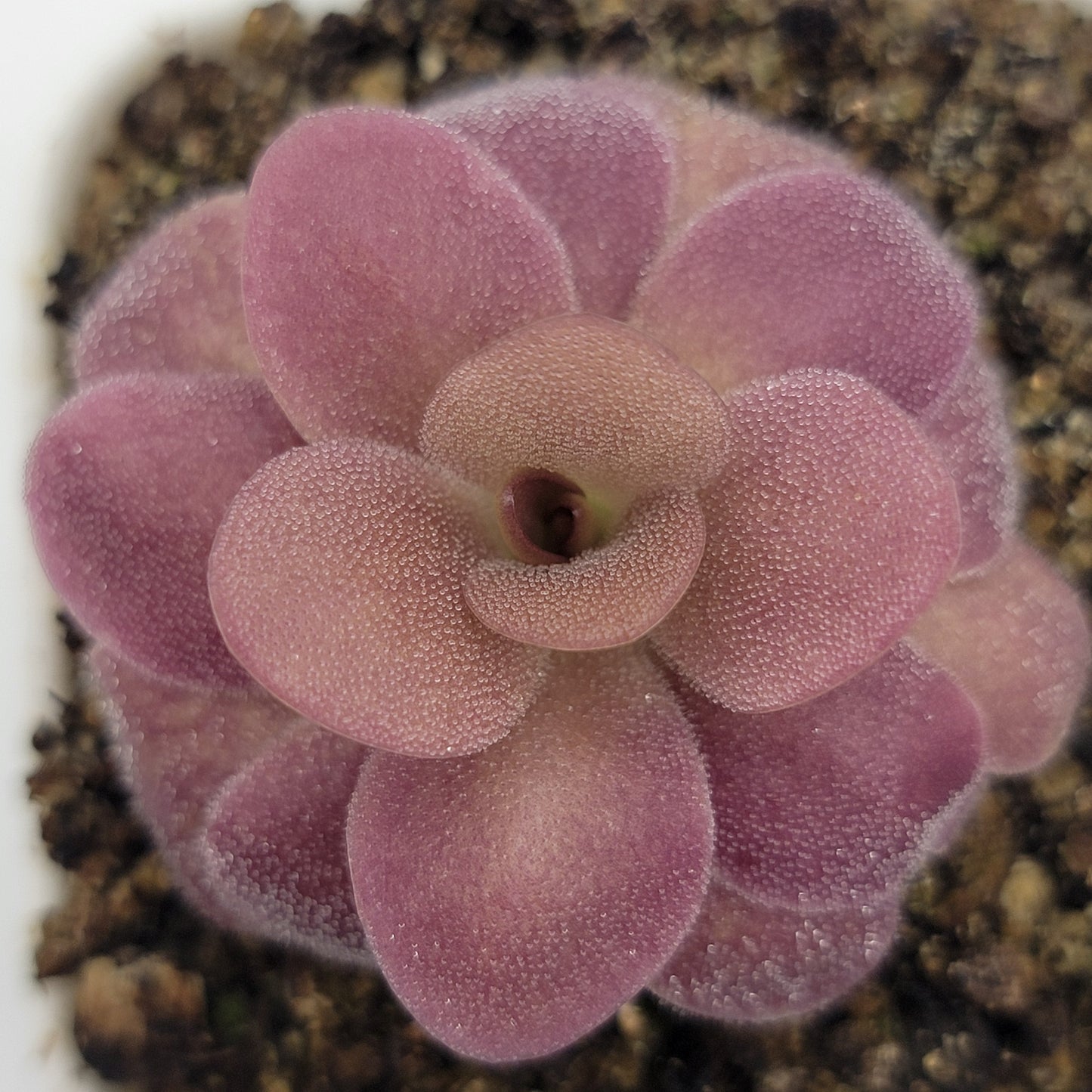 Pinguicula martinezii x laueana – Rare Hybrid Mexican Carnivorous Butterwort | Live Plant