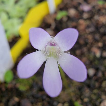 Pinguicula parvifolia – Rare Carnivorous Butterwort | Live Mountain-Dwelling Plant