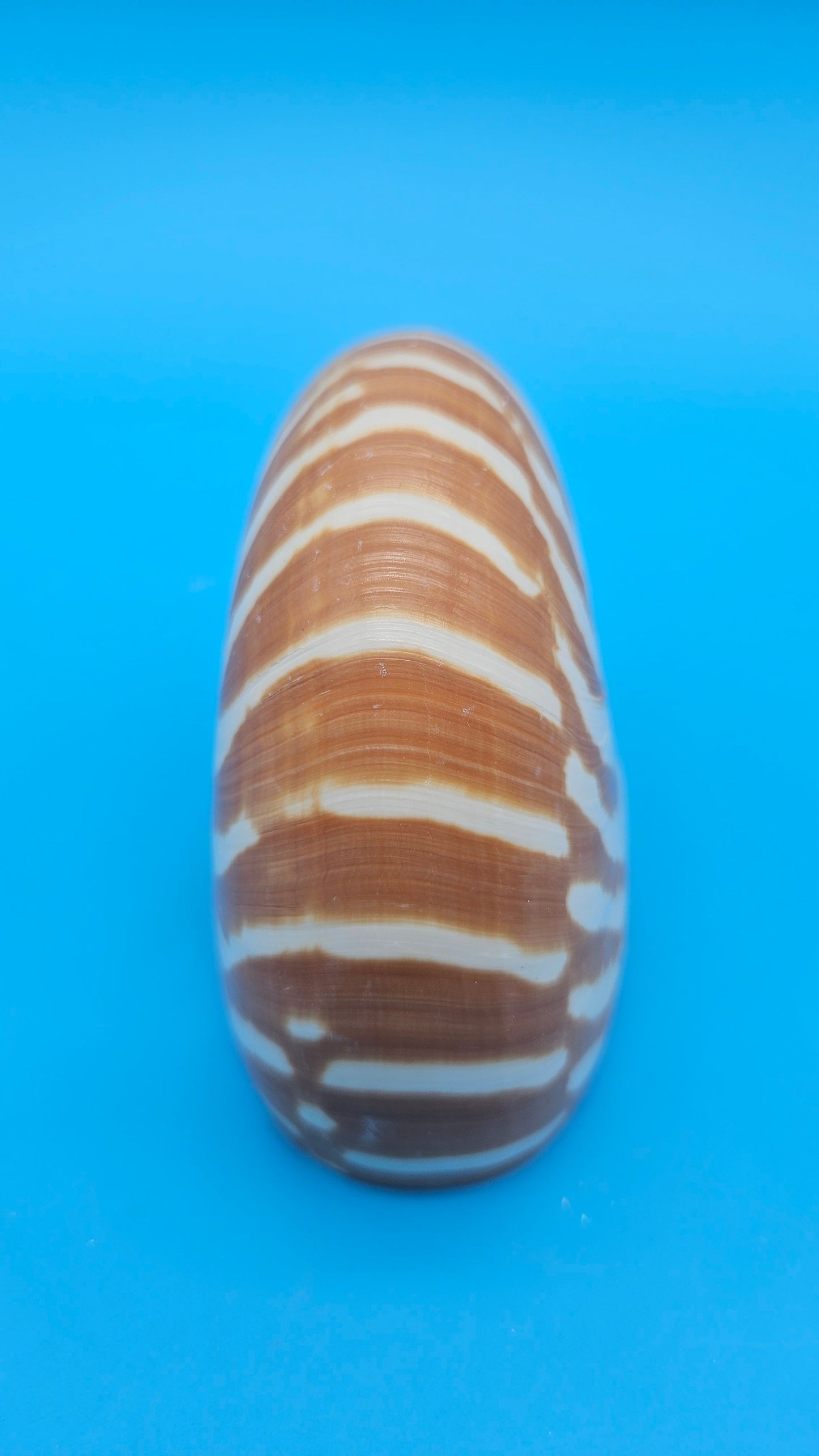 Chambered Tiger Nautilus Shell – Striking Natural Ocean Decor 4" Nautilus pompilius