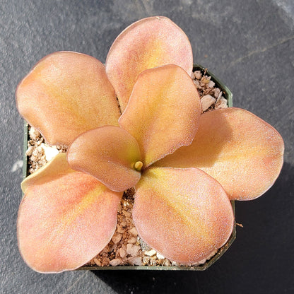 Pinguicula gigantea red x zamudioana – Rare Hybrid Carnivorous Butterwort | Live Plant