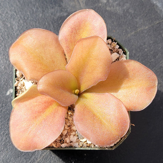 Pinguicula gigantea red x zamudioana – Rare Hybrid Carnivorous Butterwort | Live Plant