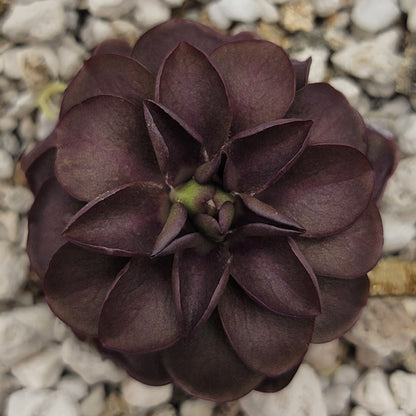 Pinguicula laueana "Tangerine" xPinguicula laueana "Tangerine" x cyclosecta – Rare Hybrid Carnivorous Butterwort | Live Plantcyclosecta