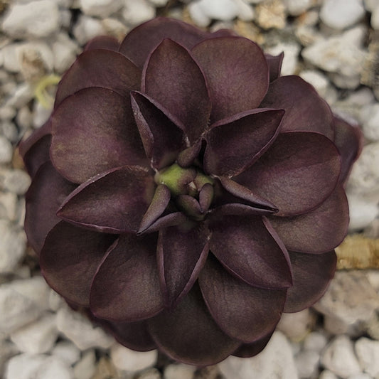 Pinguicula laueana "Tangerine" xPinguicula laueana "Tangerine" x cyclosecta – Rare Hybrid Carnivorous Butterwort | Live Plantcyclosecta