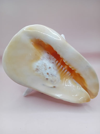 Hand Carved Yellow Helmet Shell – 7.8" Natural Cassis Cornuta