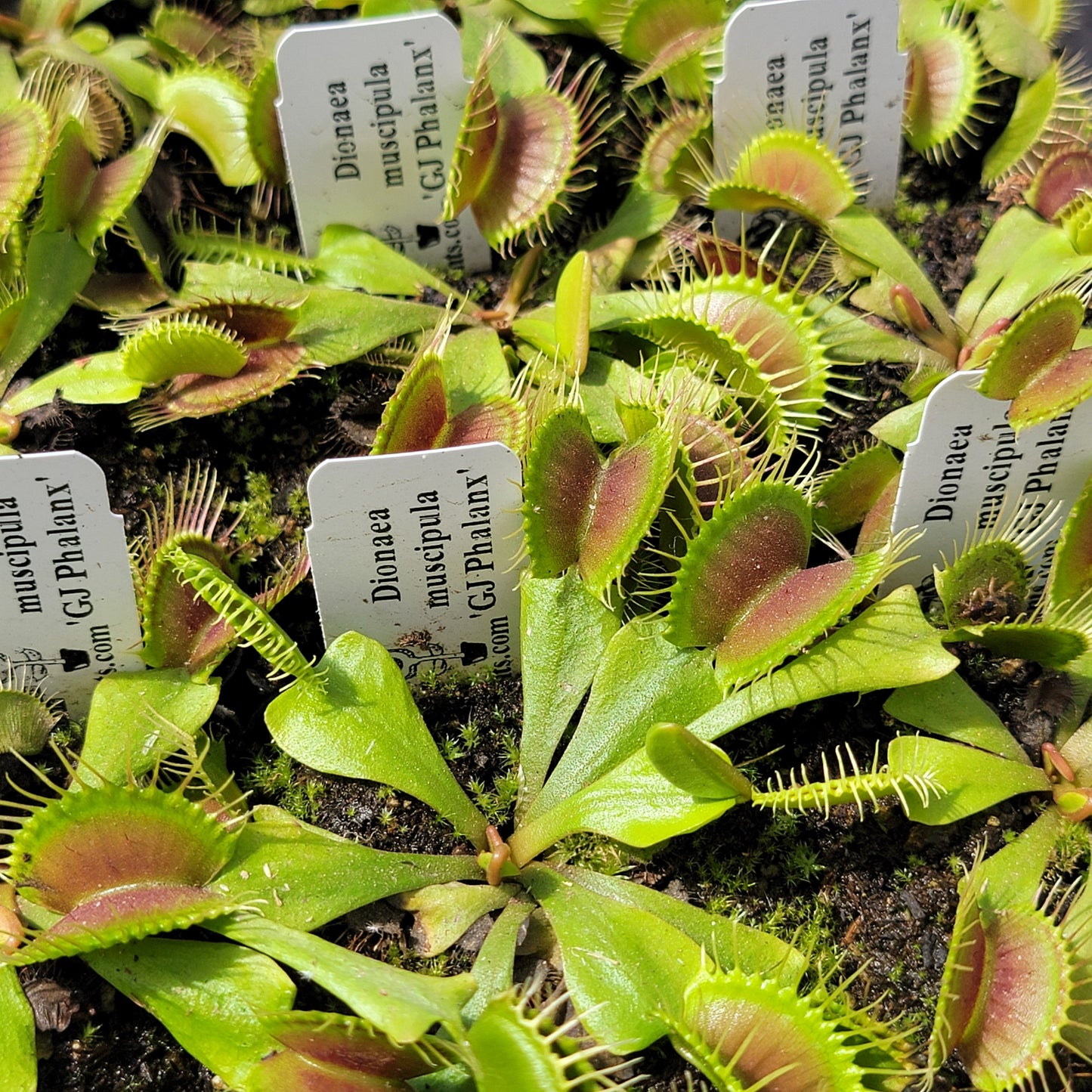 Venus flytrap (Dionaea muscipula) 'GJ Phalanx'