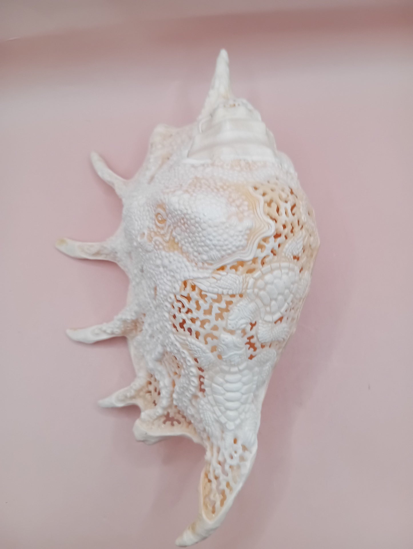 Hand-Carved Lambis Truncata Shell – Octopus Design – 9.5" Coastal Art Decor