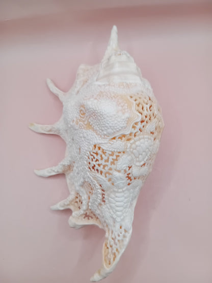 Hand-Carved Lambis Truncata Shell – Octopus Design – 9.5" Coastal Art Decor