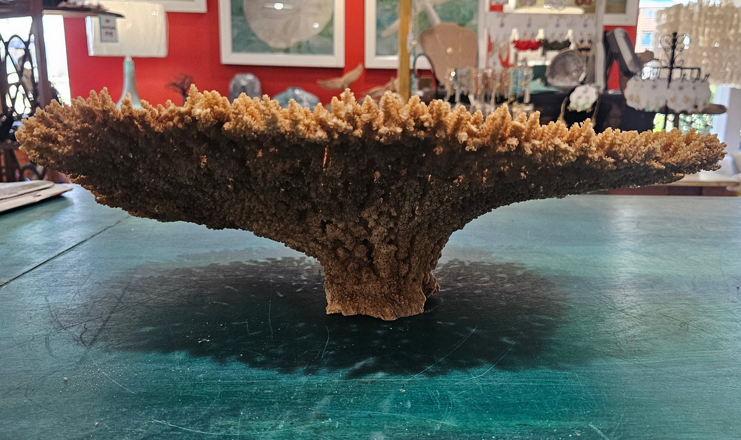 Natural Table- Special Plate Coral 15.75"