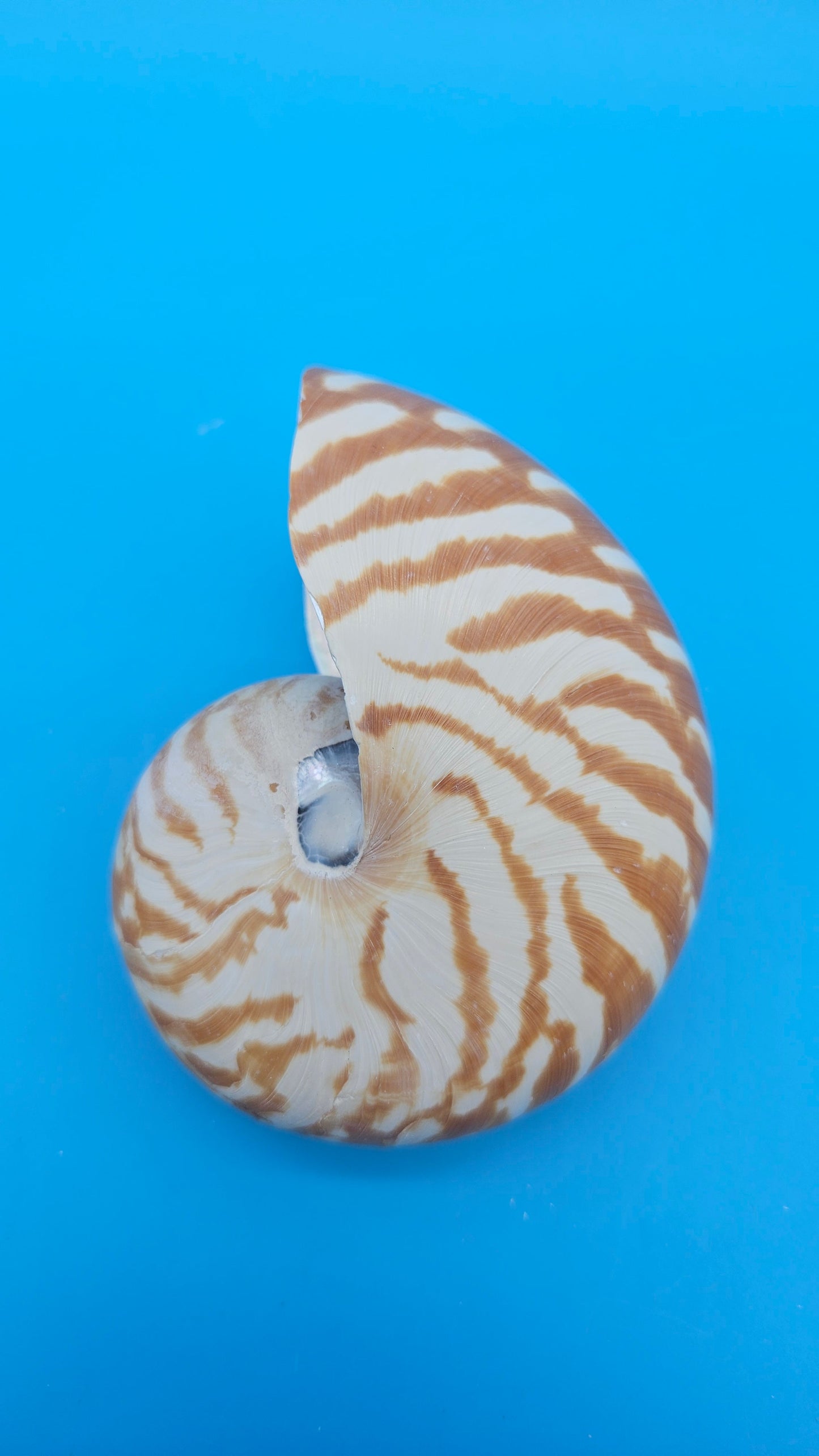 Chambered Tiger Nautilus Shell – Striking Natural Ocean Decor 4" Nautilus pompilius