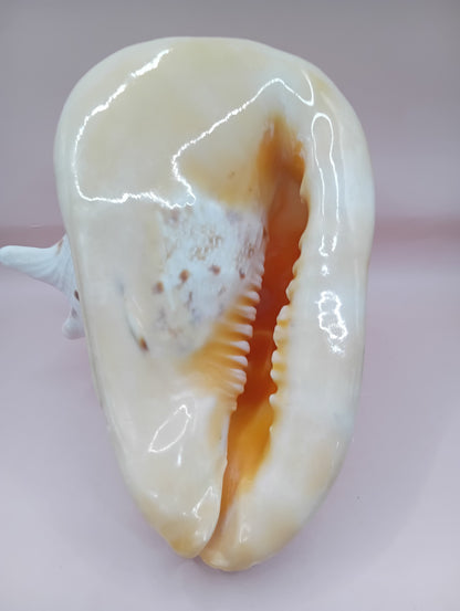 Hand Carved Yellow Helmet Shell – 7.8" Natural Cassis Cornuta