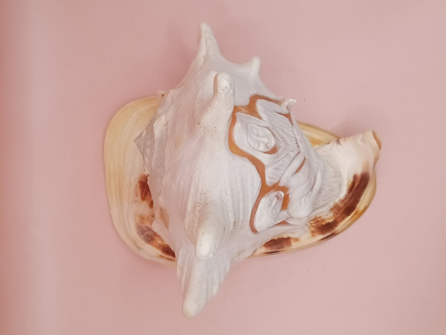 Hand Carved Yellow Helmet Shell – 7.8" Natural Cassis Cornuta