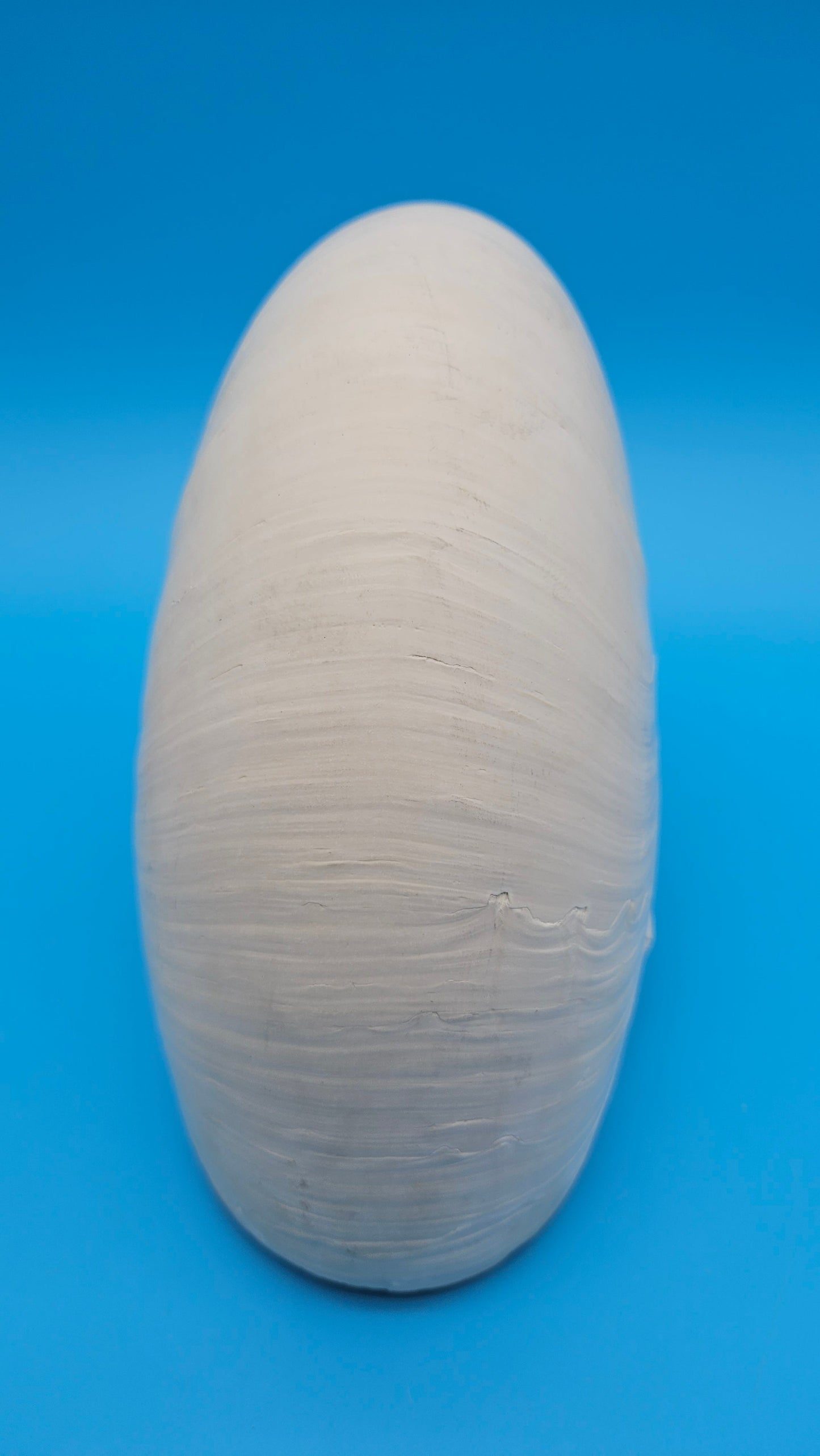 Tiger Nautilus Shell – Striking Natural Ocean Decor (8")