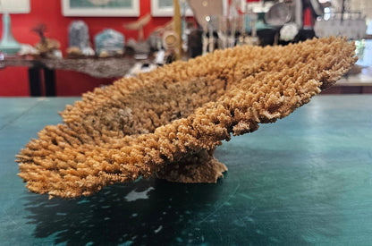 Natural Table- Special Plate Coral 15.75"