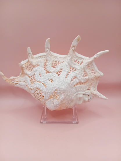 Hand-Carved Lambis Truncata Shell – Octopus Design – 9.5" Coastal Art Decor