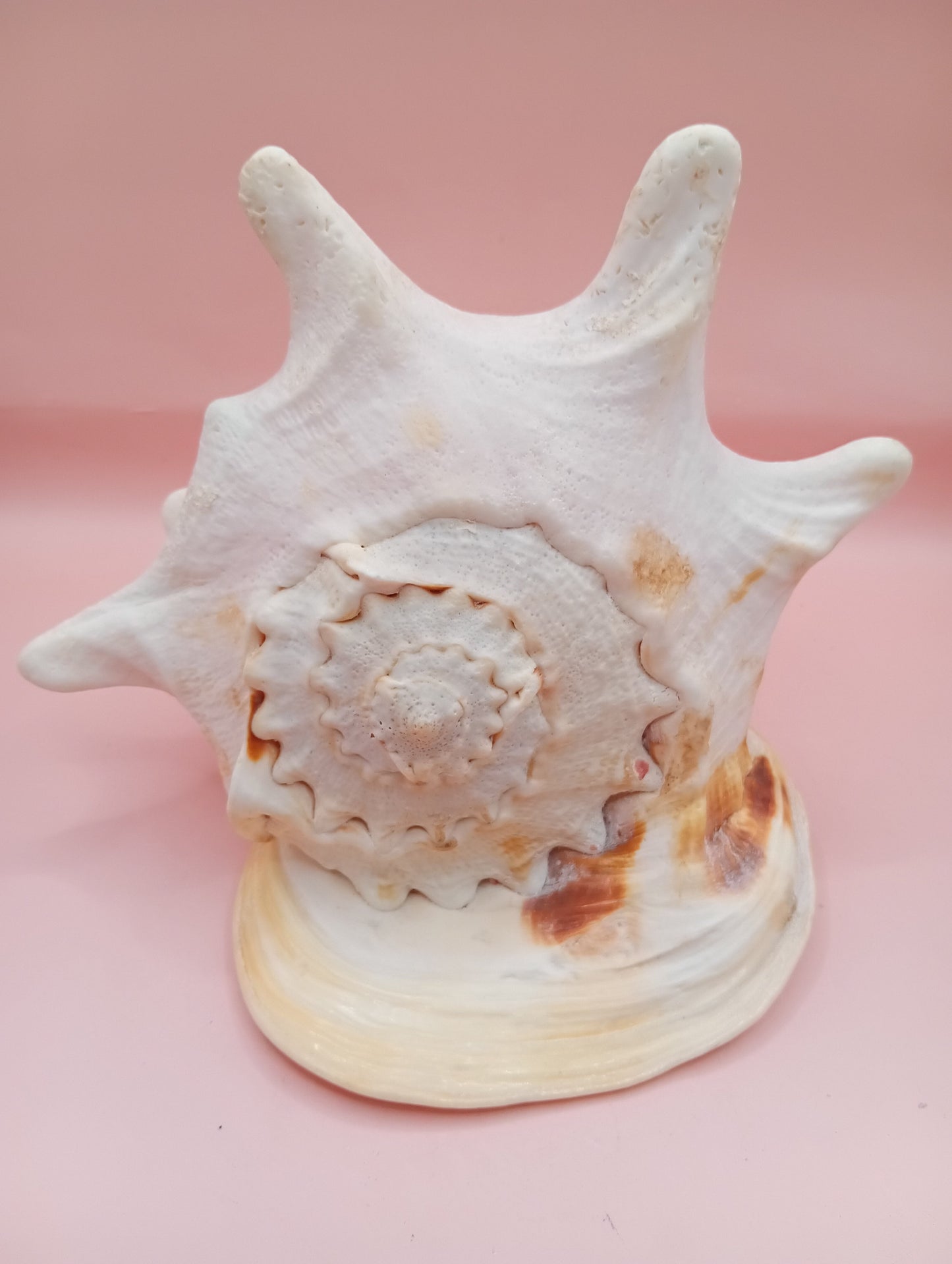 Hand Carved Yellow Helmet Shell – 7.8" Natural Cassis Cornuta