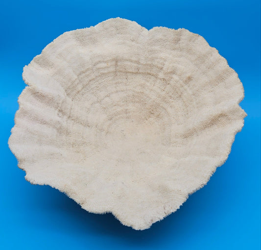 Large Bowl Coral Specimen 16.25" Vintage Natural Scalloped Display Piece