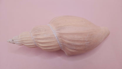 Fulgoraria Nagouchii Hashingi Display Shell – Natural Peach Toned Spiral 6.2"