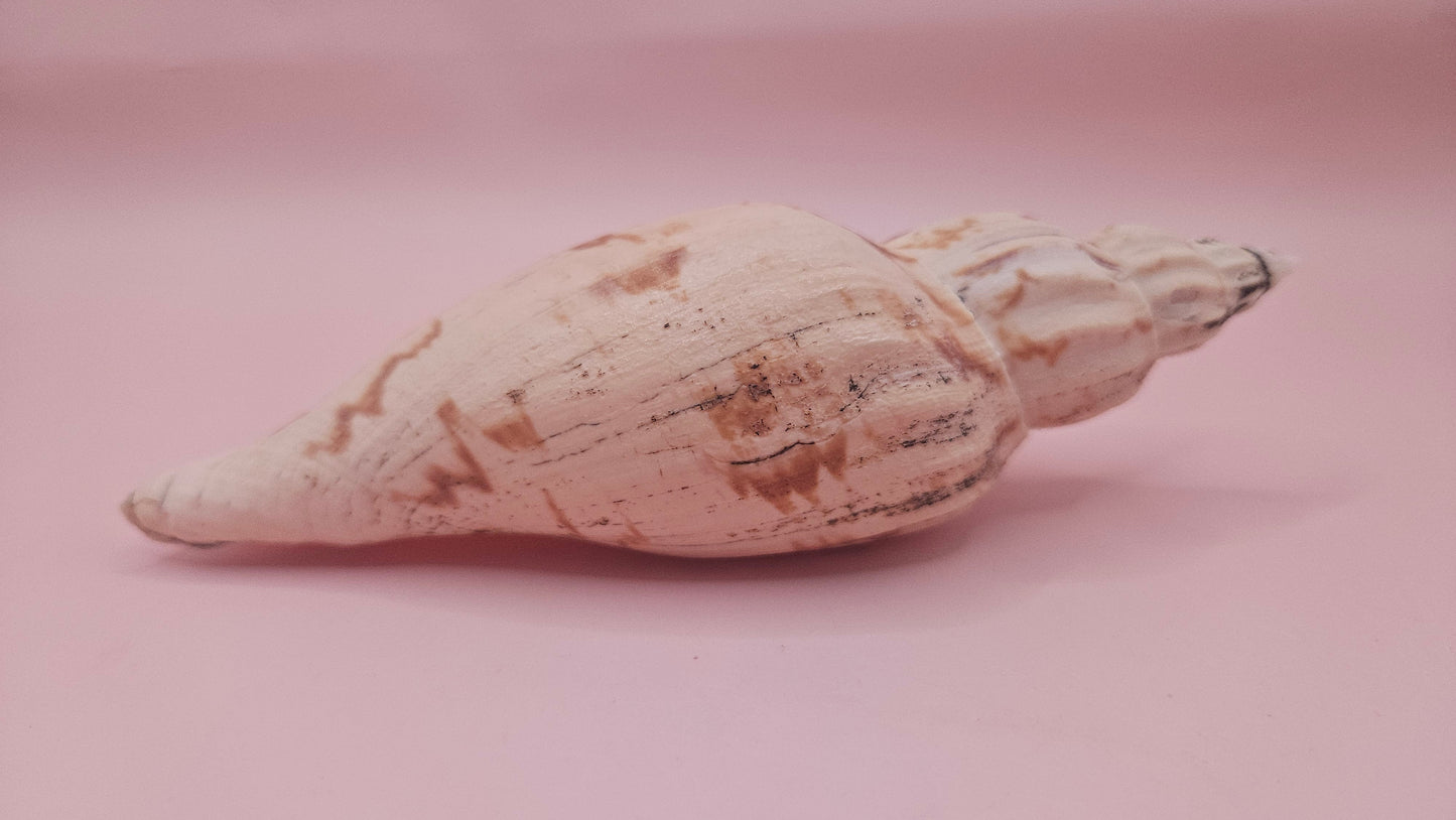 Fulgoraria Pervostiana angulosa Shell – 5.7" Natural Display Shell with Earthy Tones