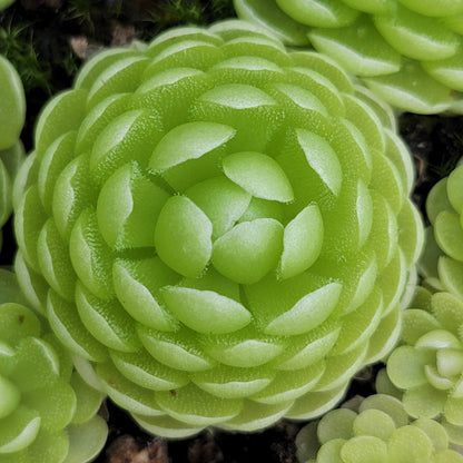 Pinguicula esseriana {Agua de León} – Rare Mexican Carnivorous Butterwort | Live Plant