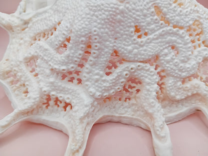 Hand-Carved Lambis Truncata Shell – Octopus Design – 9.5" Coastal Art Decor