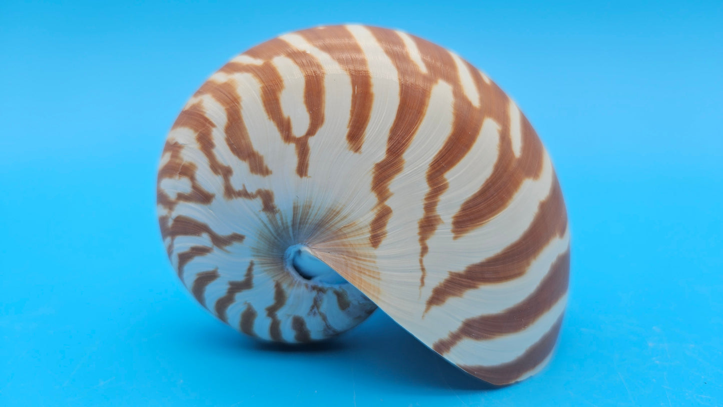 Tiger Nautilus Shell – Striking Natural Ocean Decor 3.6"