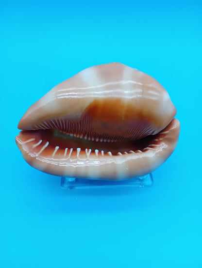 Signed Carved Cameo Three Graces Shell 4.7" – Premium Coastal Decor Accent