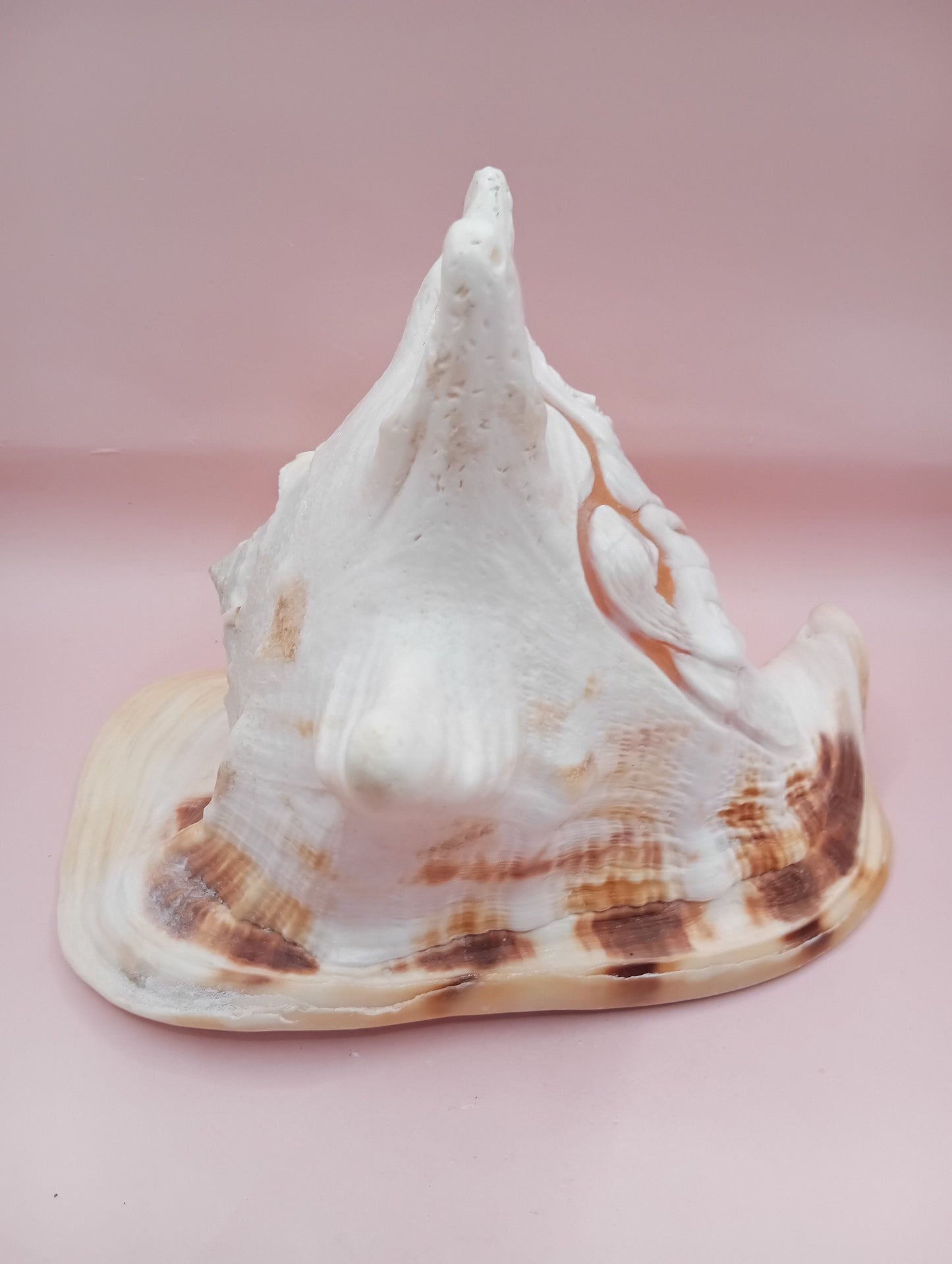 Hand Carved Yellow Helmet Shell – 7.8" Natural Cassis Cornuta