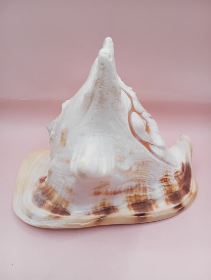 Hand Carved Yellow Helmet Shell – 7.8" Natural Cassis Cornuta