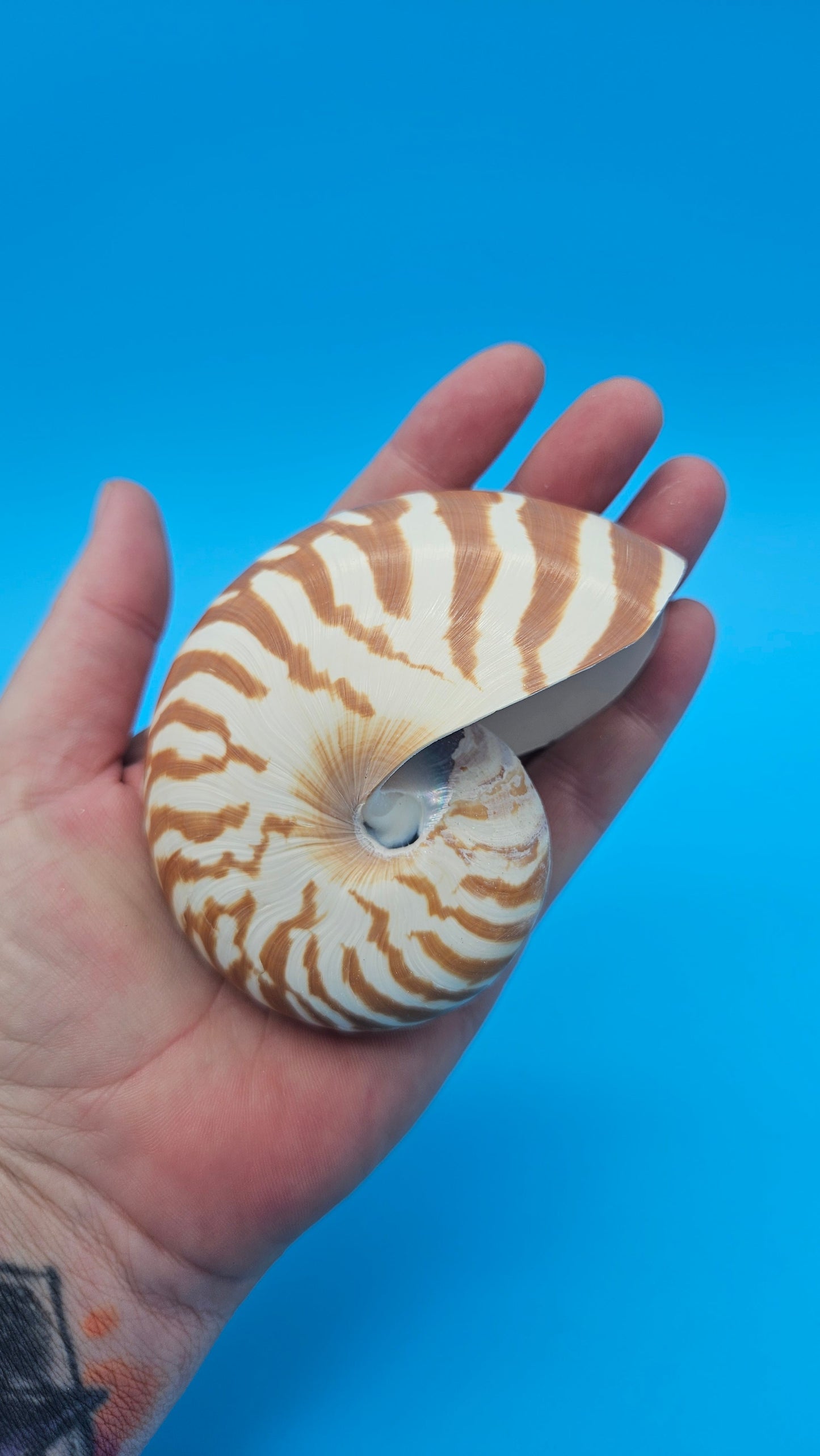 Tiger Nautilus Shell – Striking Natural Ocean Decor 3.6"