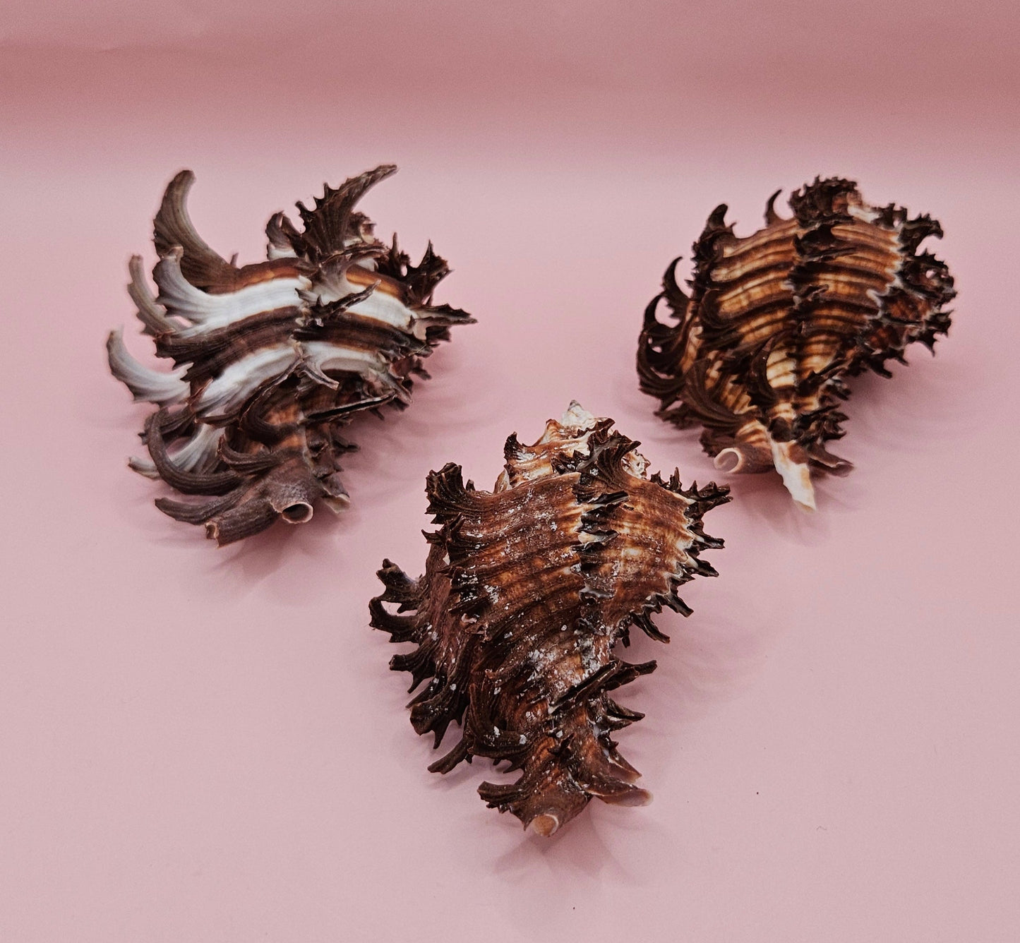 Long Spine Murex Endive Shell Trio – Natural Brown Coastal Display Shells