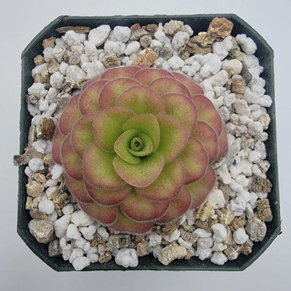 Pinguicula agnata 'El Lobo' x 'Huahuapan' (Red clone)