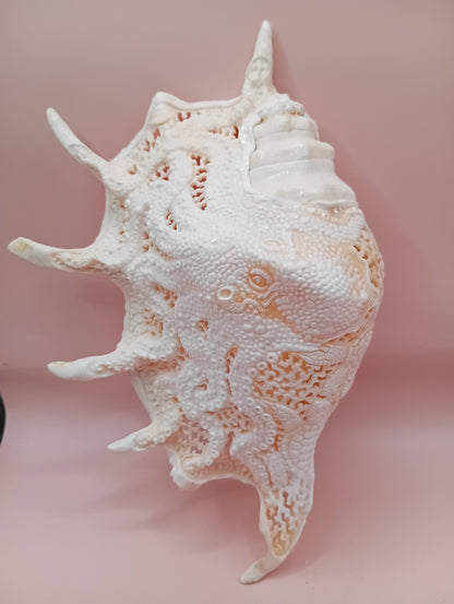 Hand-Carved Lambis Truncata Shell – Octopus Design – 9.5" Coastal Art Decor