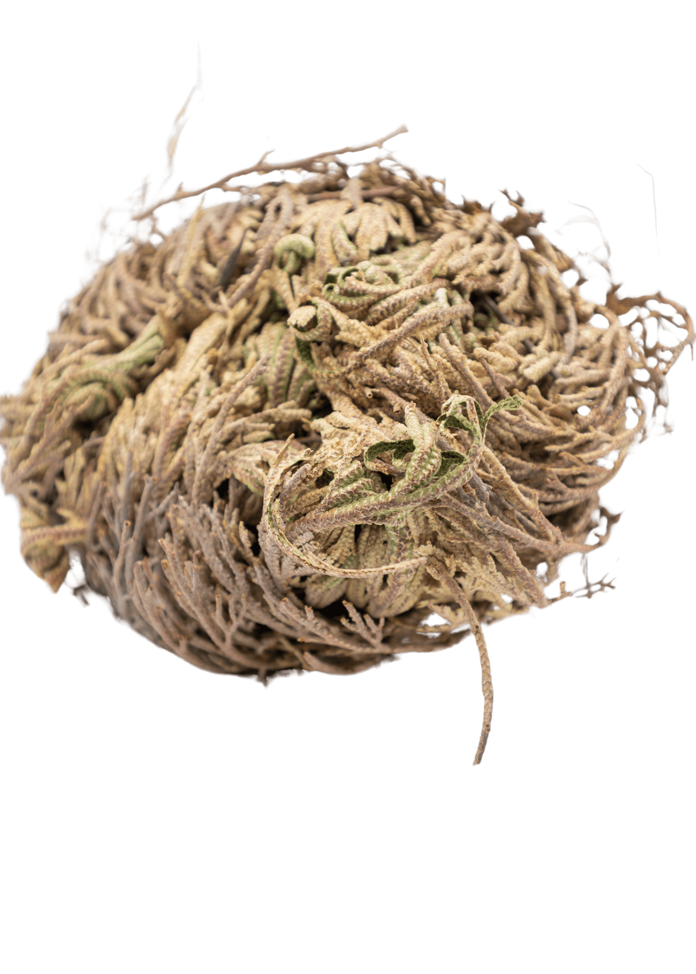 Rose of Jericho Doradilla Flower