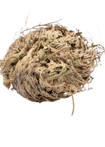 Rose of Jericho Doradilla Flower
