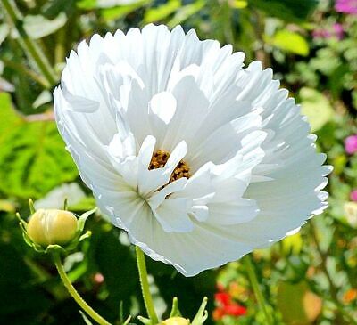 Cupcakes White Cosmos Flower Seeds (Cosmos bipinnatus) – Heirloom, Non-GMO Elegant Blooms for Garden Planting