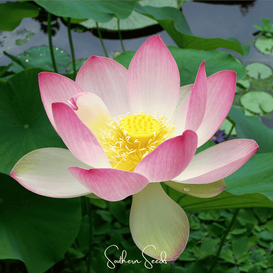 Sacred Lotus - 5 Seeds