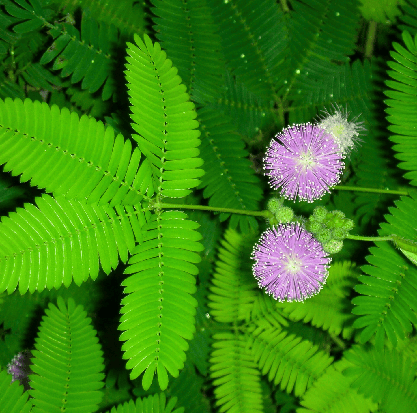 Sensitive Plant Mimosa – 50 Seeds – Responds When Touched