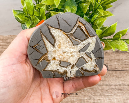 Septarian Nodule Polished End-Cuts – Unique Fossil Crystal for Grounding, Protection & Creativity