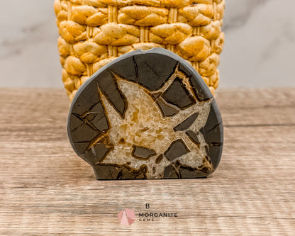 Septarian Nodule Polished End-Cuts – Unique Fossil Crystal for Grounding, Protection & Creativity