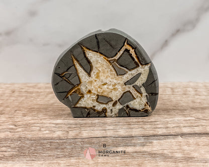 Septarian Nodule Polished End-Cuts – Unique Fossil Crystal for Grounding, Protection & Creativity