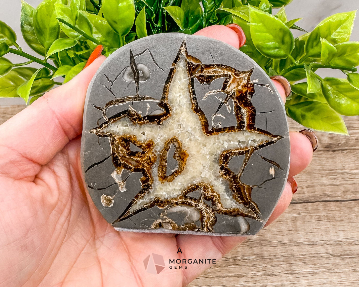 Septarian Nodule Polished End-Cuts – Unique Fossil Crystal for Grounding, Protection & Creativity