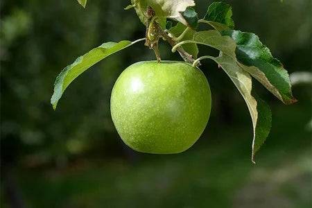 Granny Smith Apple Seeds for Garden Planting – Heirloom Non-GMO Fruit Variety