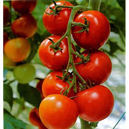 Sour-Type Tomato (Summer Variety) Vegetable Seeds for Planting – High-Acid Variety for Pickling and Cooking