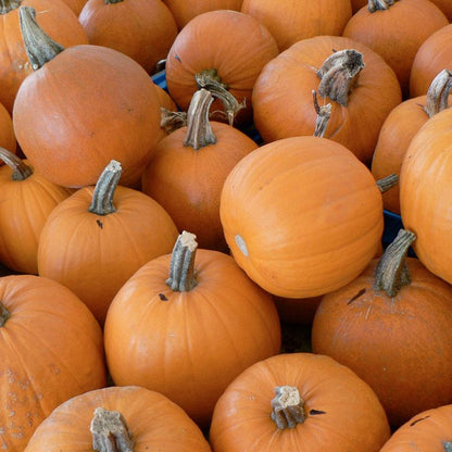 Pumpkin Seeds, Small Sugar  (Organic)