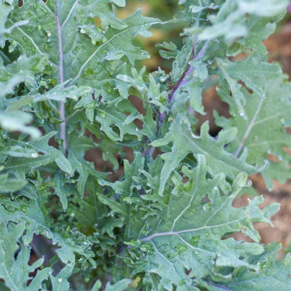 Kale Seeds, Red Russian  (Organic)