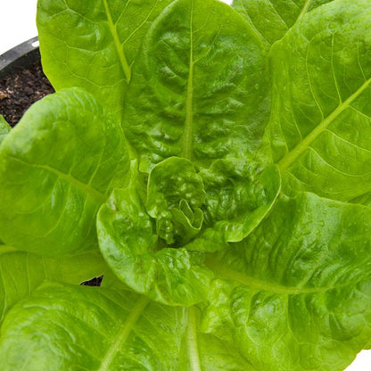 Lettuce Seeds, Buttercrunch (Organic)