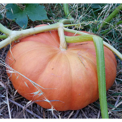 Pumpkin Seeds (Organic) Cinderella Pumpkins