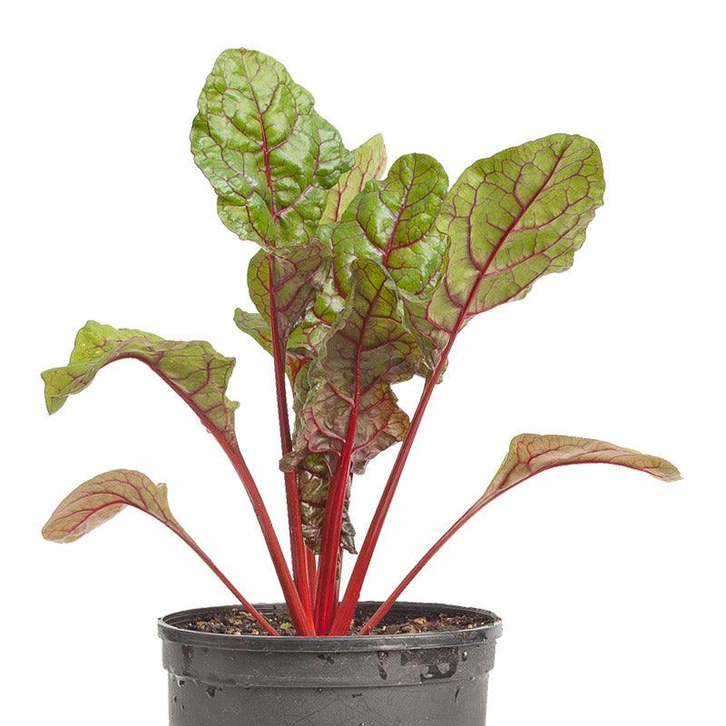 Chard Seeds, Red Ruby  (Organic)